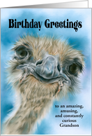 Birthday Grandson Ostrich Curious Bird Art Personalized Relative card