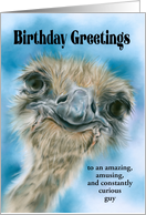 Birthday for Him Ostrich Curious Bird Art Custom card