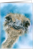 Any Occasion Ostrich Curious Bird Art Blank card