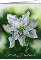 Merry Christmas White Poinsettia Pastel Flower Art card