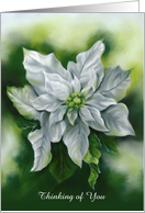 Thinking of You White Poinsettia Pastel Flower Art Personalized card