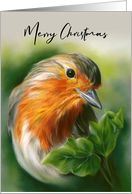 Merry Christmas European Robin Bird Green Ivy Pastel Art card