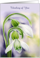 Thinking of You White and Green Snowdrops Spring Flowers Personalized card
