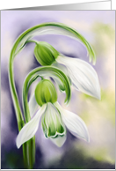 Any Occasion White and Green Snowdrops Spring Flowers Blank card