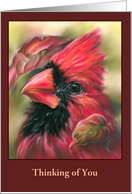 Thinking of You Cardinal Male Red Bird Autumn Dogwood Personalized card