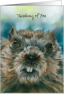 Groundhog Thinking of You Furry Woodchuck with Attitude Custom card