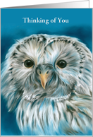 Thinking of You White Owl on Blue Pastel Bird Art Custom card