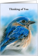 Thinking of You Bluebird in Winter Soft Pastel Bird Art Personalized card