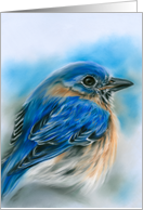 Any Occasion Bluebird in Winter Soft Pastel Bird Art Blank card