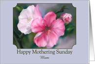 Mothering Sunday for Mum Pink Quince Flowers Pastel Floral Custom card