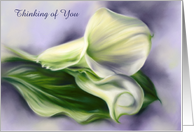 Thinking of You Calla Lilies on Purple Floral Art Personalized card