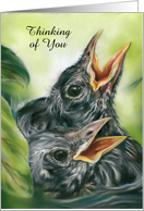 Thinking of You Robin Chicks in Nest Pastel Bird Art Custom card