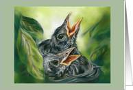 Any Occasion Robin Chicks in Nest Pastel Bird Art Blank card
