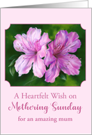 Mothering Sunday for Mum Azalea Pink and Magenta Flowers Custom card