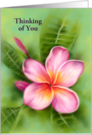 Thinking of You Frangipani Plumeria Tropical Flower Pastel Art Custom card