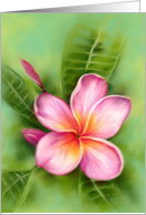 Any Occasion Frangipani Plumeria Tropical Flower Pastel Art Blank card