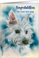 Congratulations New Pet White West Highland Terrier Dog Custom card