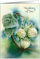 Thinking of You Green Filberts on Branch Botanical Art Custom card