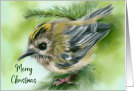 Merry Christmas Little Goldcrest Bird in Evergreen card
