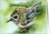 Any Occasion Little Goldcrest Bird in Evergreen Blank card