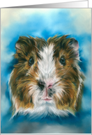 Any Occasion Tricolor Guinea Pig on Blue Blank card