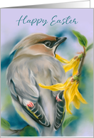 Happy Easter Cedar Waxwing Bird with Forsythia Flowers card