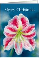 Merry Christmas Red and White Amaryllis Flower card