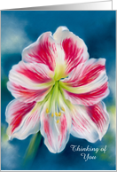 Thinking of You Red and White Amaryllis Flower Custom card