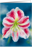 Any Occasion Red and White Amaryllis Flower Blank card