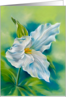 Any Occasion White Trillium Wildflower Flower Art Blank card