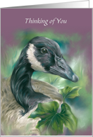 Thinking of You Canada Goose with English Ivy Custom card
