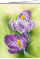 Any Occasion Purple Crocus Flowers Pastel Art Blank card