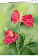 Any Occasion Red Anthurium Flowers Pastel Art Blank card