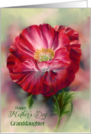 For Granddaughter Mothers Day Red Poppy Flower Custom card
