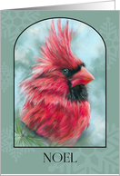Noel Christmas Red Cardinal with Pine Bird Art card