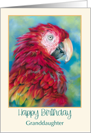 For Granddaughter Birthday Colorful Macaw Parrot Custom card