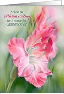 For Grandmother on Mothers Day Pink Gladiolus Flowers card