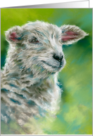 Any Occasion Spring Lamb Pastel Animal Art Blank card