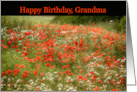 Grandma Happy Birthday Poppy Field Summer card