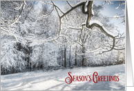 Blue Sky and Deep Snow at Christmas card