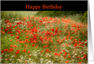Happy Birthday Poppy Field Summer card