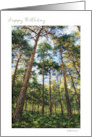 Happy Birthday Tall Trees Woodland Photograph card