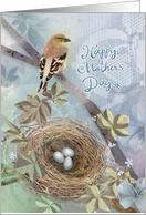 Bird and Nest with Eggs, Finch on Lace Background, Mother’s Day card