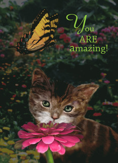 Kitten and Butterfly...