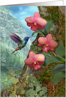 Hummingbird Orchid...