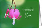 Thinking of You Pink Bleeding Heart Flower Macro Photography card