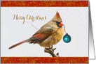 Female Cardinal Bird Perched In Tree Merry Christmas card