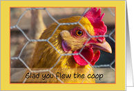 Funny Chicken Behind Wire Fence Flew the Coop Get Well card