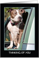 Thinking of You Pit Bull Dog Looking out Truck Window with Concern card