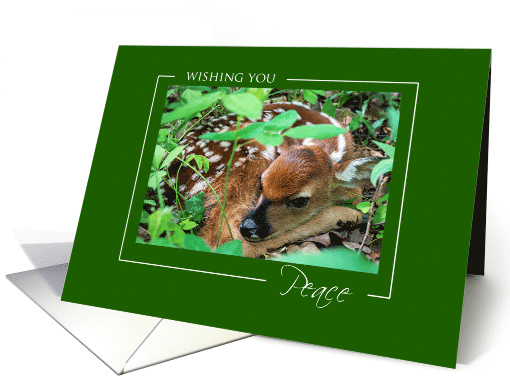 Baby Deer Wishing You Peace Christmas card (1541194)